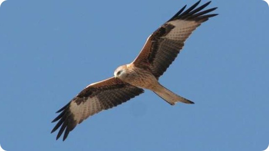 uccelli ue uccelli ue