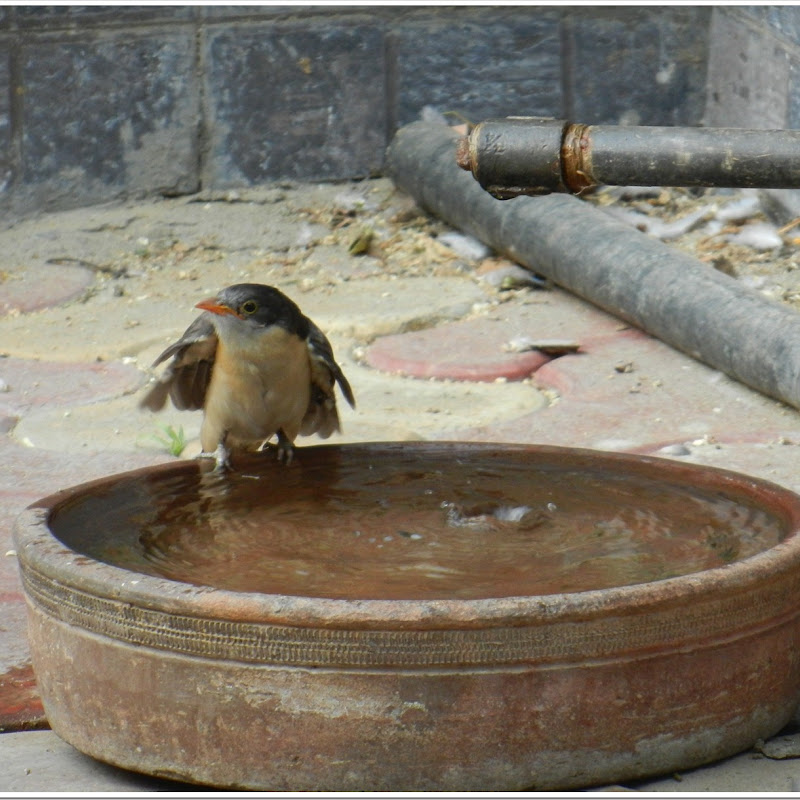 A bird bathing in water, JMI