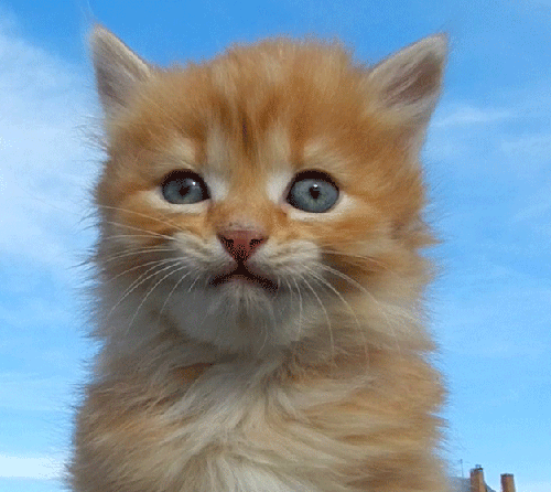 [0_80cad_a273b1dd_L%255B3%255D.gif]