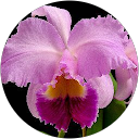Image Google de natacha loire