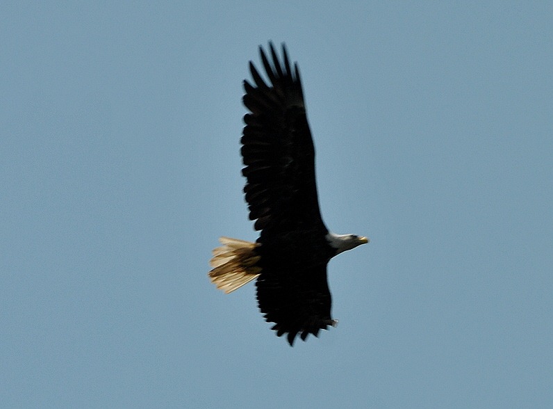[03g3---Liberty-Point---bald-eagle2.jpg]