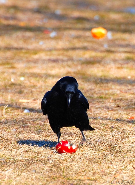 7. a crow figures it out-kab