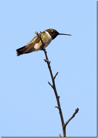 black-chinned_hummingbird