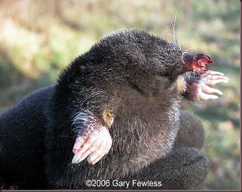 Amazing Animal Pictures Star Nosed Mole (8)