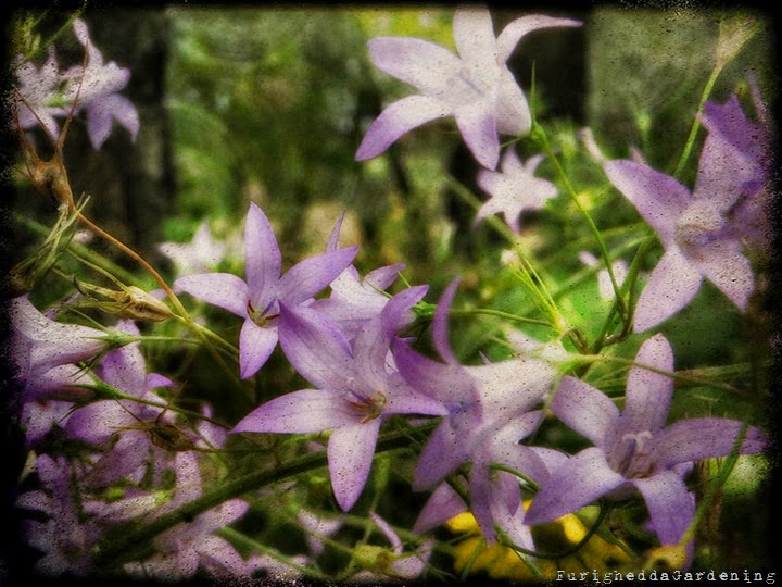 campanula, wild garden, dry garden, botanical