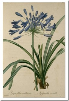 vintage_botanical_blue_agapanthus_poster-r8feb3f46dec04c4685096be100f1bcb2_refz_400