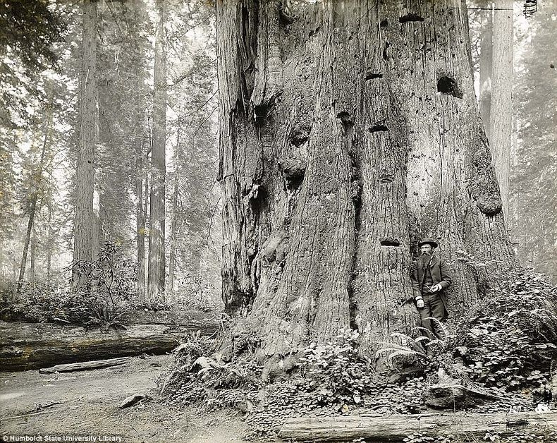 lumberjacks-redwood-4