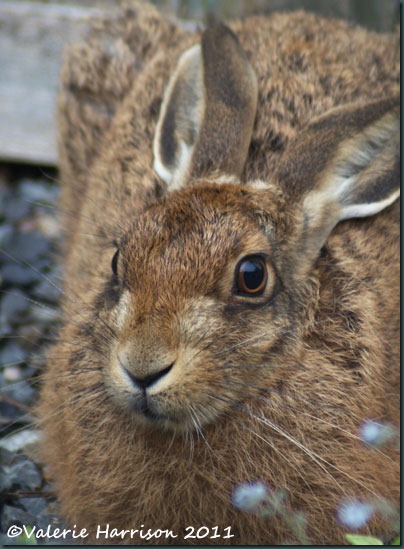 hare-closeup-2
