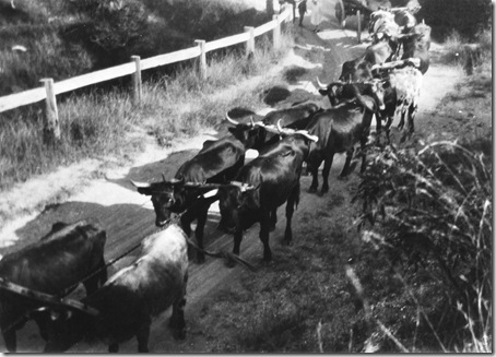 Bullock Dray Kempsey Road 1920s