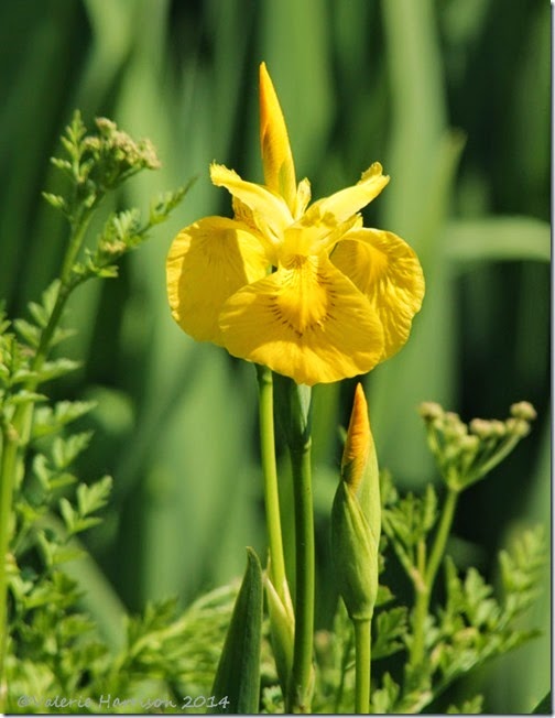 5-yellow-iris
