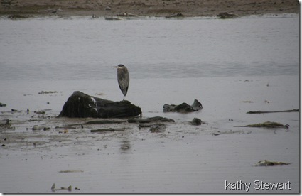 Heron and dead fish
