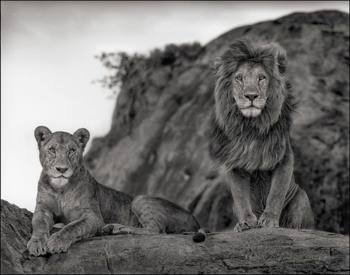 [Lion-Couple-Nick-Brandt%255B9%255D.jpg]
