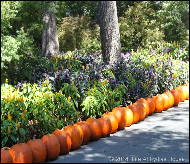 Dallas Arboretum - pumpkin festival-pumpkin walways 4