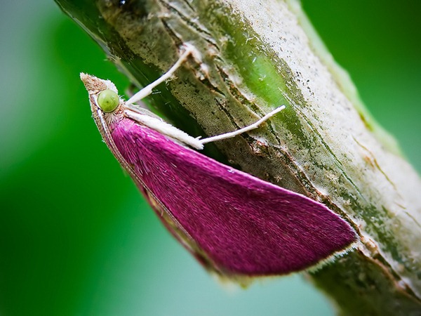 pink moth_02