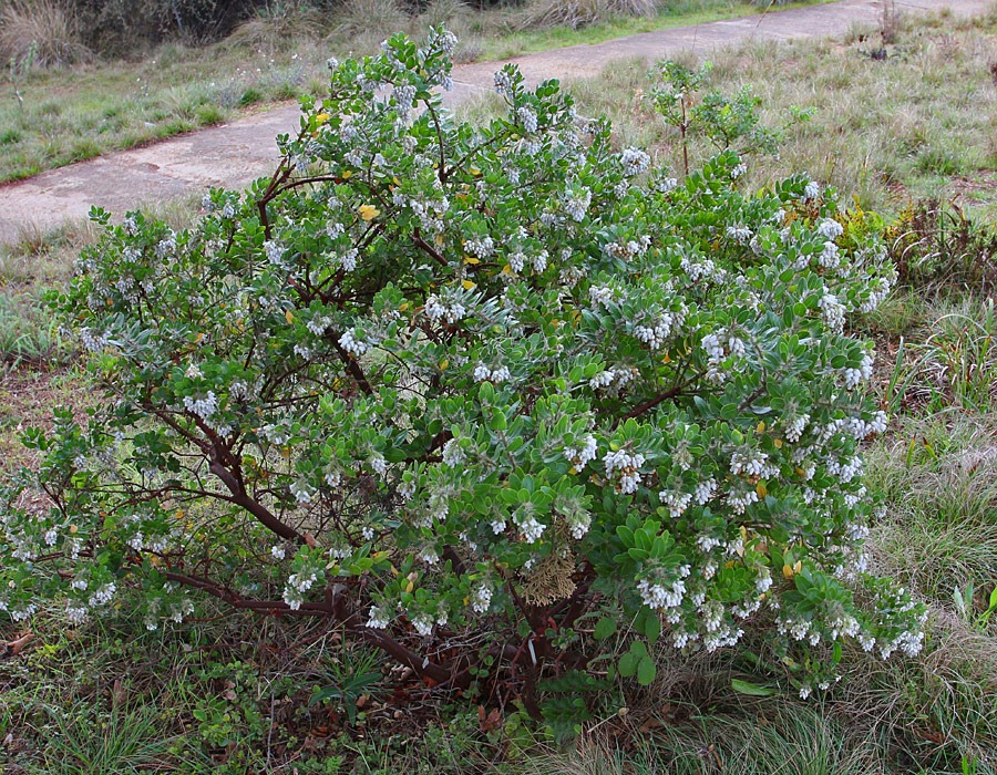 [120211_UCSC_Arboretum_Arctostaphylos-viridissima-White-Cloud_01%255B3%255D.jpg]