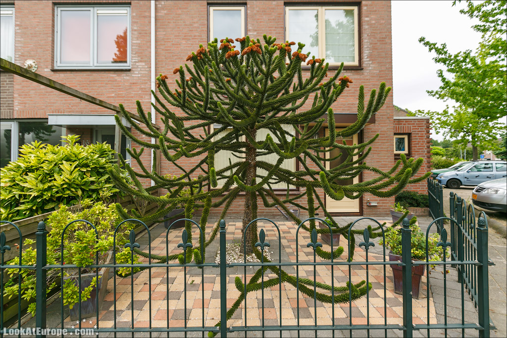 LookAtEurope.com - Фотогалоп по Европе. Чехия, Германия, Голландия.  Дома шары в голландском городе Хертогенбош | Holland, Bolwoningen Houses of Hertogenbosch