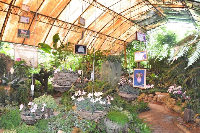 Imagini Thailanda: Gradina de orhidee de la Doi Tung, Thailanda