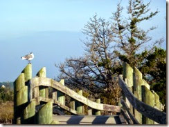 Gull on the trail bridge