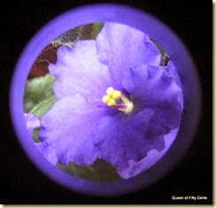 African violets 3