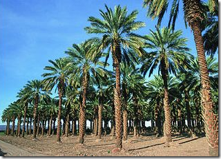 date palm orchard