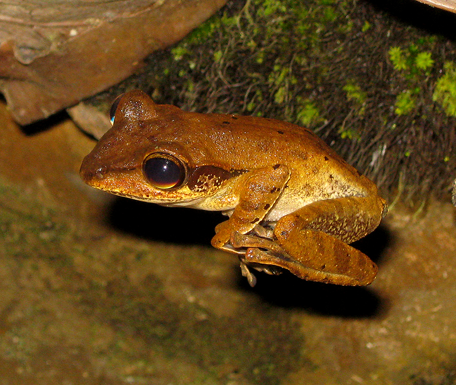Common Kundasang Frog