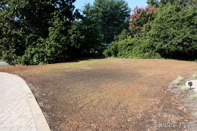 [Grass1%255B5%255D.jpg]