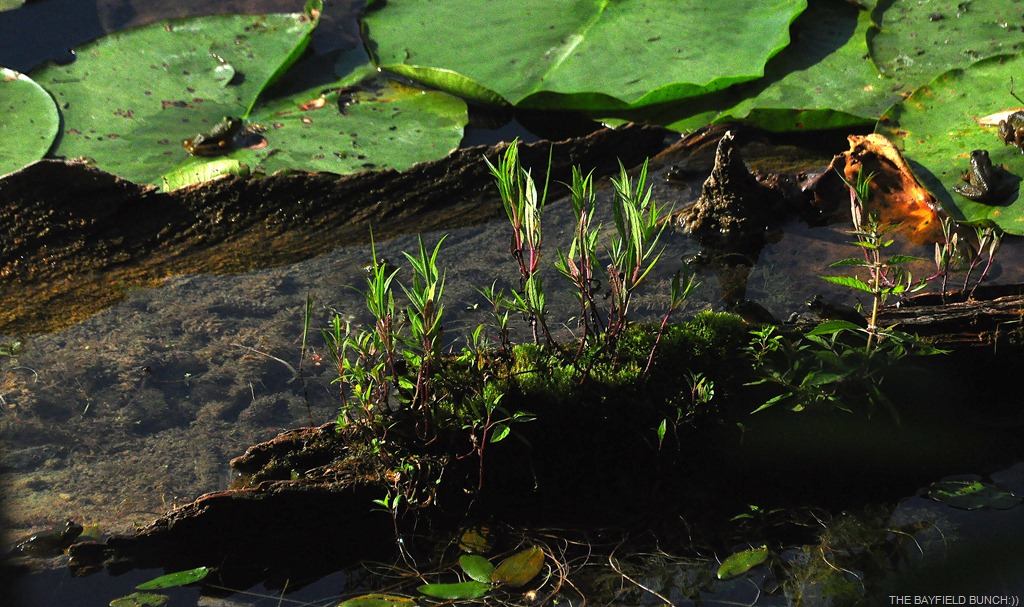 [DSC_0010-001%255B3%255D.jpg]