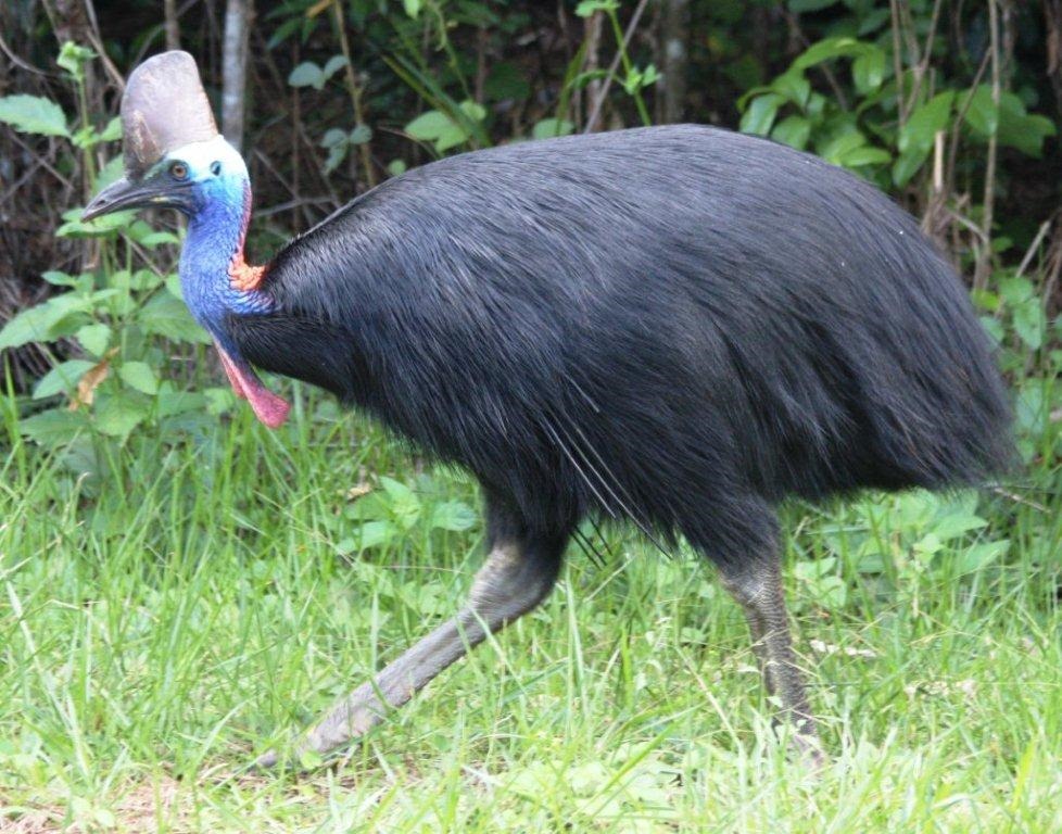 [Amazing%2520Animal%2520Pictures%2520The%2520cassowary%2520%25289%2529%255B3%255D.jpg]