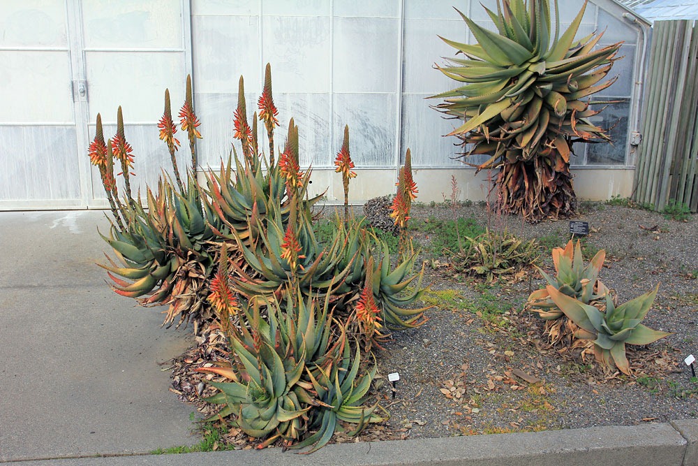 [130202_UCDavis_Aloe-microstigma_03%255B2%255D.jpg]