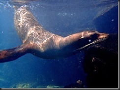 Underwater sea lion