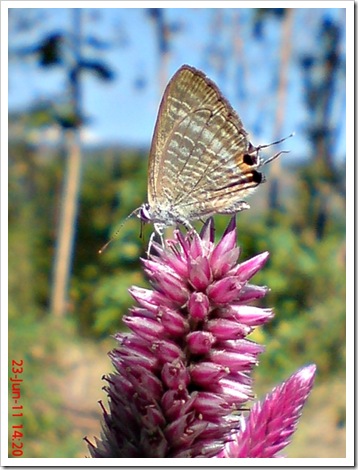 The Peablue, Pea Blue, or Long-tailed Blue (Lampides boeticus) 3