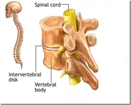 vertebrae and spinalcord
