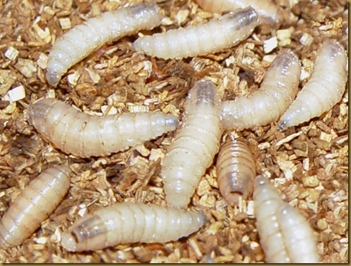 larvas mosca