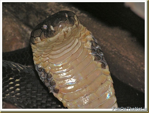 King Cobra King Cobra