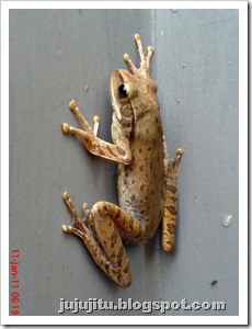 Polypedates leucomystax_Katak Pohon Bergaris_Stripped Tree Frog 4