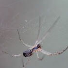 Filmy Dome Spider