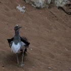 Houbara Bustard