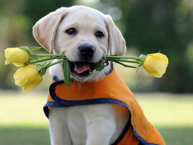 [perros%2520con%2520flor%2520%25287%2529%255B2%255D.jpg]