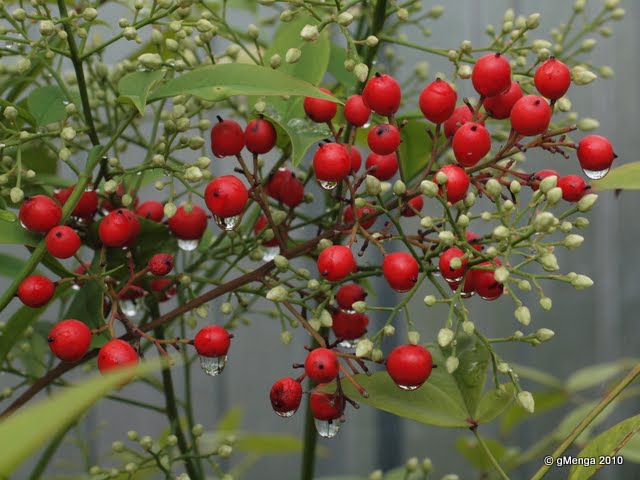 P6062047