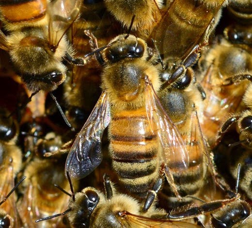 Buckfast worker bees March