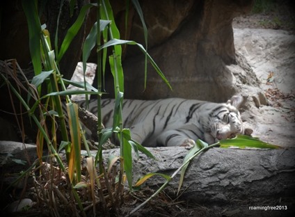 White Tiger