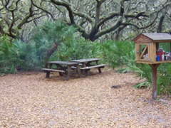 cumberland-island 039