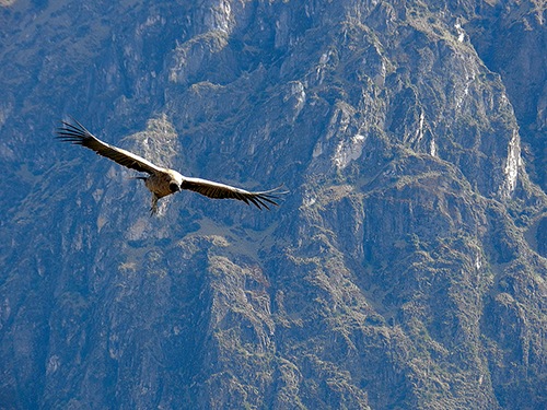 [YOUNG%2520CONDOR%2520IN%2520FLIGHT%2520OVER%2520ANDES%2520by%2520Avril%2520Christensen%2520%2520%2520Overall%2520winner%255B3%255D.jpg]