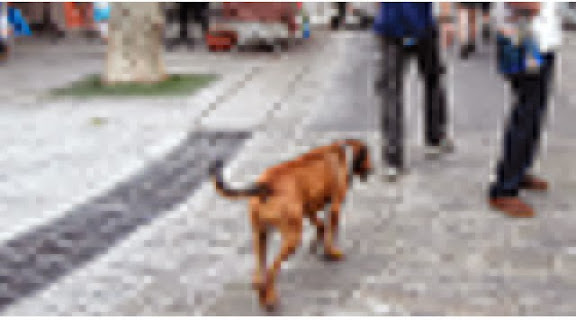 Mordue Par Un Chien Errant A Hai Khemisti La Mort De La Petite Rania Fait Scandale A Oran Algerie360