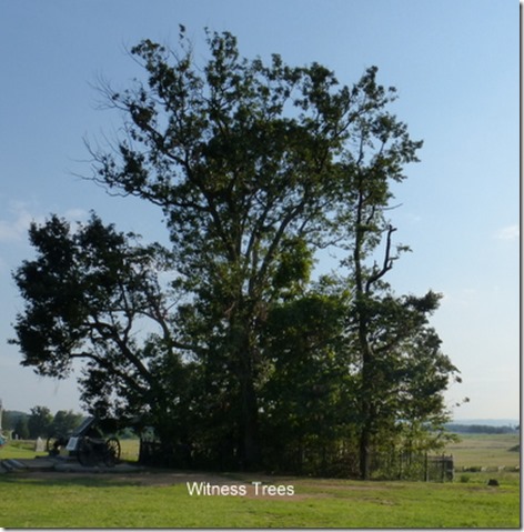 Witness Trees