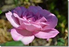 Ping rose