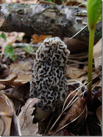 Gray morel