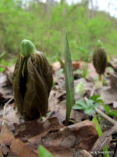 2 leaf mayapple