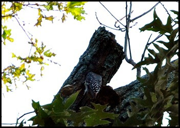 01b - Morning walk - Red Bellied Woodpecker entering the nest