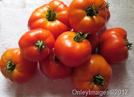 tomatoes fresh picked0711